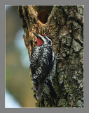 Yellow-Bellied Sapsucker