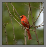 Northern Cardinal male