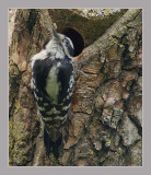Yellow Bellied Sapsucker