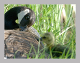 Canada Goose