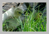 Canada Goose newborn