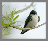 Tree Swallow