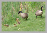 Canada Geese