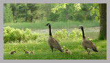 Canada Geese