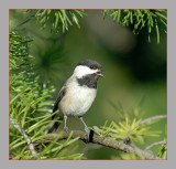 Black-Capped Chickadee