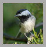 Black-Capped Chickadee