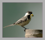 Black-Capped Chickadee