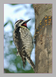 Yellow-belled Sapsucker