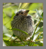 Red-Winged Blackbird newborn