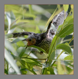 Red-Winged Blackbird newborn