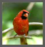 Northern Cardinal male