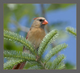Northern Cardinal female