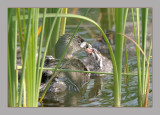 Pied-Billed Grebe
