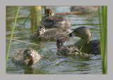 Pied-Billed Grebe