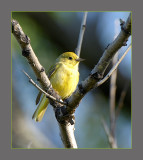 Yellow Warbler