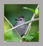 Gray Catbird
