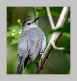 Gray Catbird