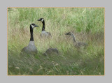 Canada Geese