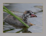 Pied-Billed Grebe juvenile