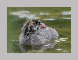 Pied-Billed Grebe juvenile