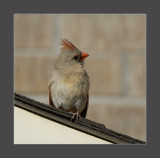 Northern Cardinal female