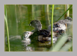 Pied-Billed Grebe