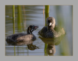Pied-Billed Grebe