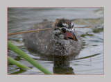 Pied-Billed Grebe