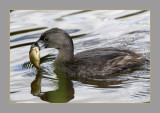 Pied-billed Grebe
