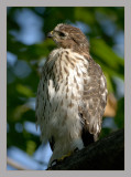 Coopers Hawk