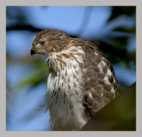 Coopers Hawk