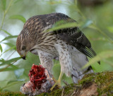Coppers Hawk
