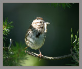 Song Sparrow