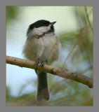 Black-Capped Chickadee