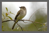 Willow Flycatcher