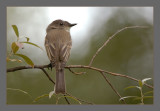 Willow flycatcher