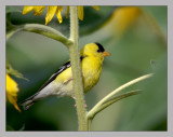 American Goldfinch