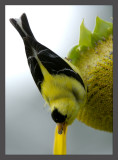 American Goldfinch