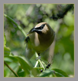 Cedar Waxwing