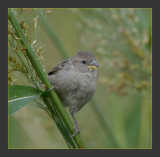 Sparrow
