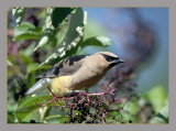 Cedar Waxwing