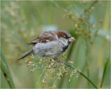 American Tree Sparrow