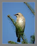 Cedar Waxwing