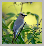 cedar waxwing