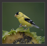 American Goldfinch