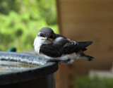 Swallow baby before fledging