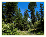 Trail up in the forest in July