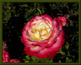 Rose154Y.jpg