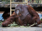 Male Orangutan