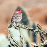 Prickly perch for the house finch
